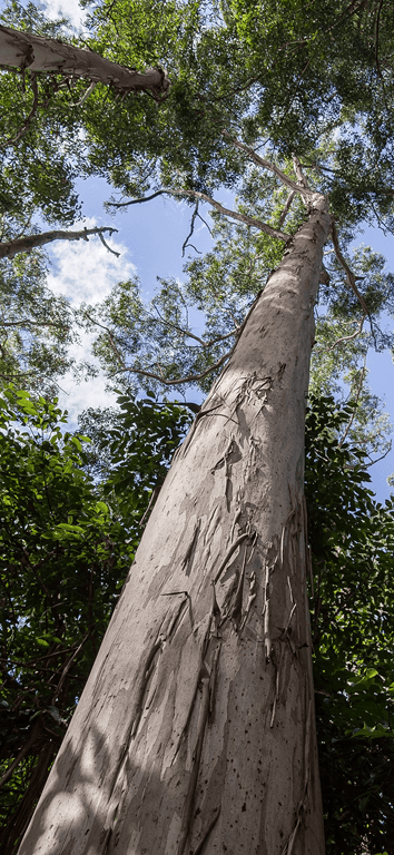 gum-tree-1164170_1920 thinner-min